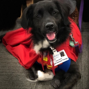 Read to a Therapy Dog!